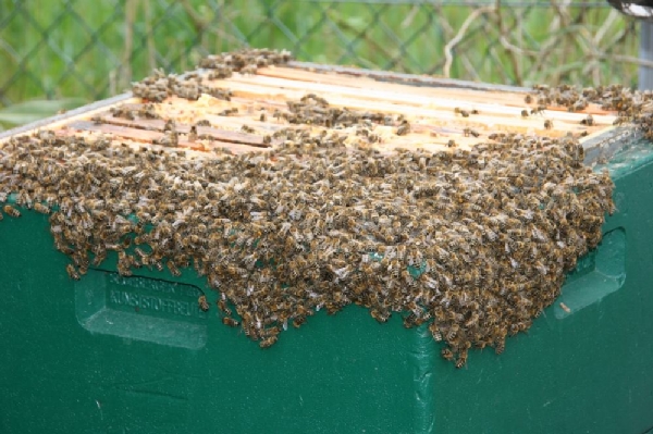 viele Bienen - wie in einem Horrorfillm